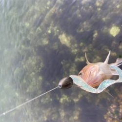 ロックフィッシュ