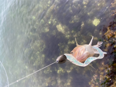 ロックフィッシュ