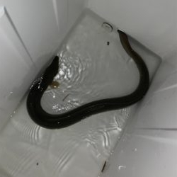 時合いは19時から