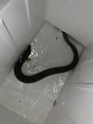 時合いは19時から