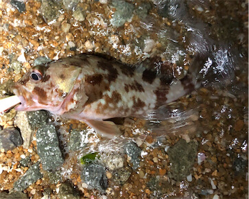 ガシラがカーニバル