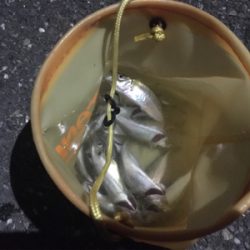 安定の入れ食い状態