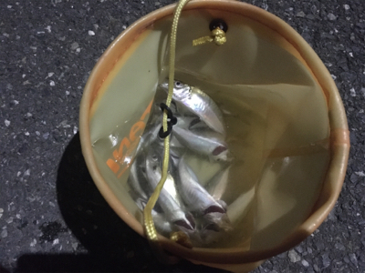 安定の入れ食い状態