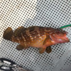 イカメタル　SLJ