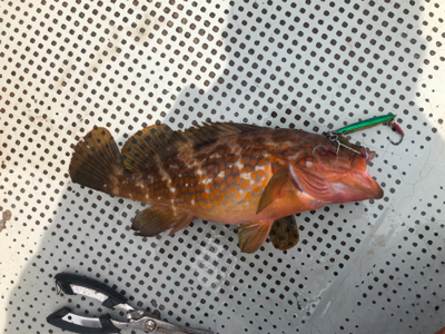 イカメタル　SLJ