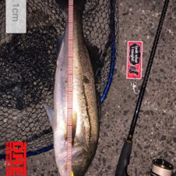 絞り出したバチシーバス