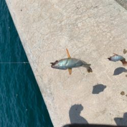 今年初キス釣り