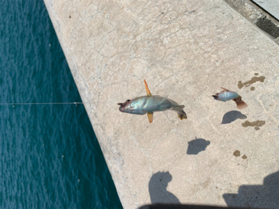今年初キス釣り