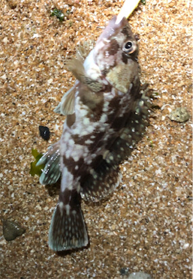 梅雨ガシラゲーム