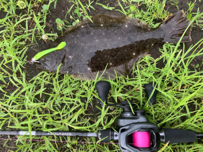 シーバスがいない。