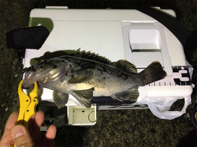 豆アジング中のゲスト