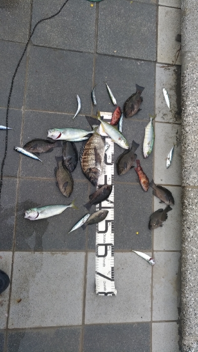 6/6釣果ツバスチヌグレガシラ小サバアカエ…