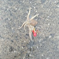 6/11釣果キビレタコアジサバ