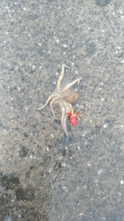 6/11釣果キビレタコアジサバ