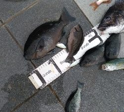 6/14釣果チヌ梅雨グレツバス小サバ豆アジ