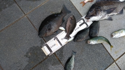 6/14釣果チヌ梅雨グレツバス小サバ豆アジ