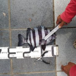 6/21釣果アイゴサンバソウチヌツバスグレアジ小サバチャリコ