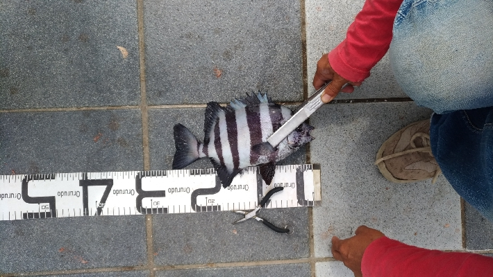 6/21釣果アイゴサンバソウチヌツバスグレアジ小サバチャリコ