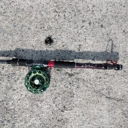 今週は落とし込みで黒鯛ゲット