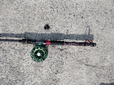 今週は落とし込みで黒鯛ゲット