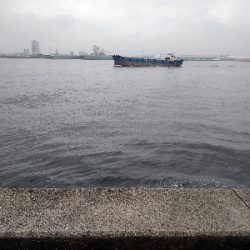 小雨の中でクロダイ2尾ゲット