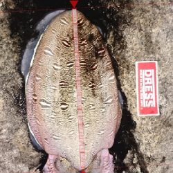 今年はコレがスタート