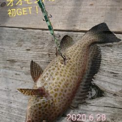 黒髭軍団会長のコサバでこんなん釣れましてん(笑)