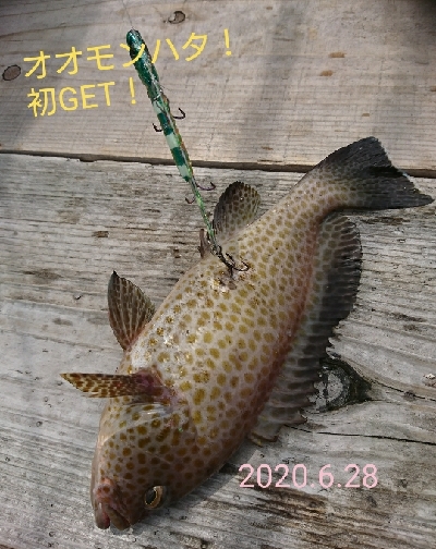 黒髭軍団会長のコサバでこんなん釣れましてん(笑)