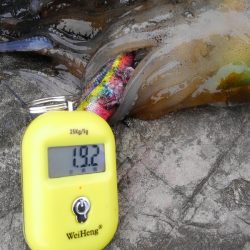 やっと見つけた