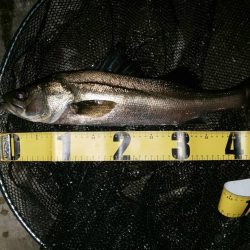 釣れれば何より　潮見さざなみ公園・汐見運河