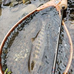 綺麗な8寸アマゴ他