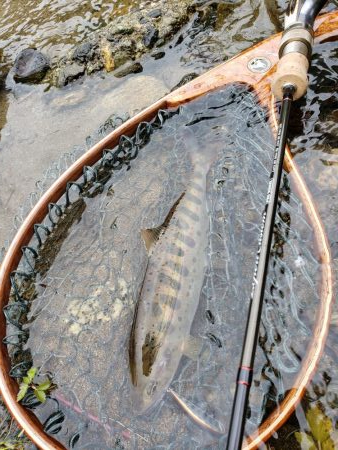 綺麗な8寸アマゴ他