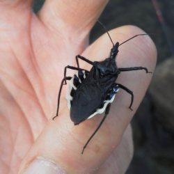 なんとか釣れた