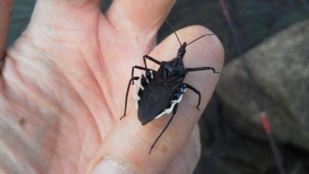 なんとか釣れた