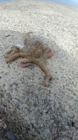 ショアｼﾞｷ撃沈　タコ少々