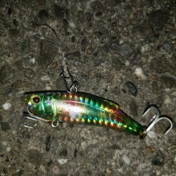 朝まずめシーバス+傷ついた外道