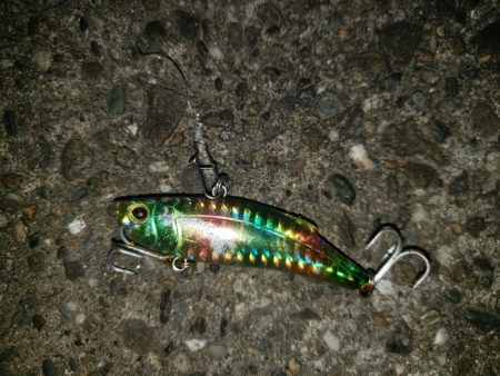 朝まずめシーバス+傷ついた外道