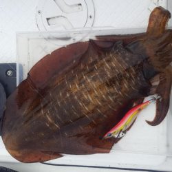 アオリイカあたり年