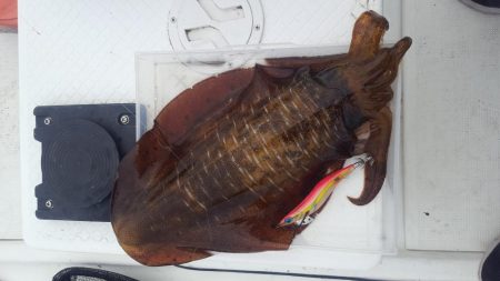 アオリイカあたり年