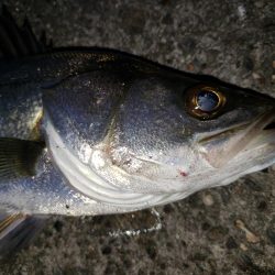 朝まずめシーバス