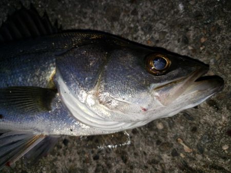 朝まずめシーバス