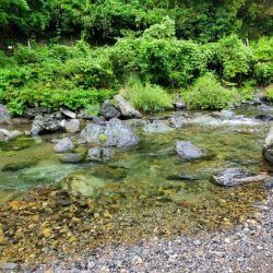 今年はよく追う