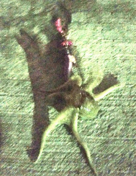 100均エギでタコ釣り