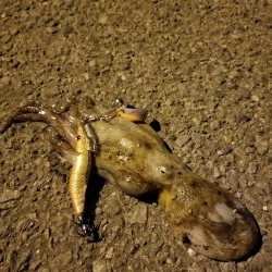 たこ食べたいからたこを釣りに