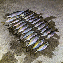 瀬戸内の島アジング（2020-9）