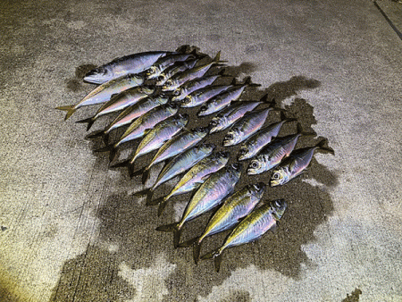 瀬戸内の島アジング（2020-9）