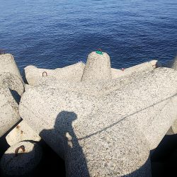 青物狙いでしたが