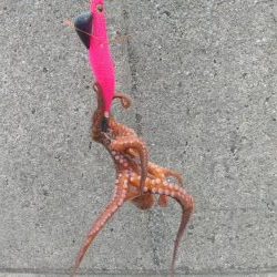 15時くらいからタコゲーム