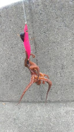 15時くらいからタコゲーム