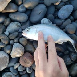 朝マズメとは？